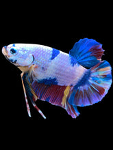 Load image into Gallery viewer, GIANT Male Halfmoon Plakat - Unicorn #2180 - Live Betta Fish
