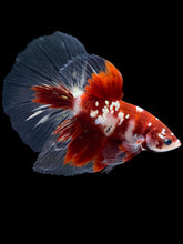 Load image into Gallery viewer, Male Halfmoon - Red Gold Glitter #2181 - Live Betta Fish
