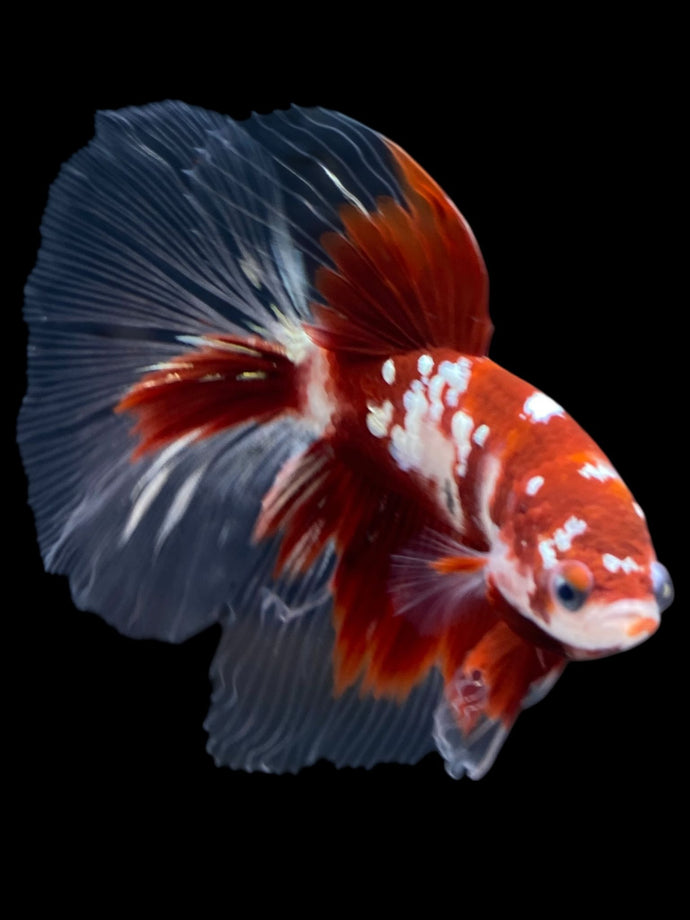 Male Halfmoon - Red Gold Glitter #2181 - Live Betta Fish