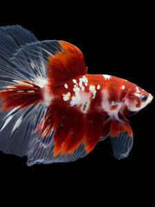 Male Halfmoon - Red Gold Glitter #2181 - Live Betta Fish