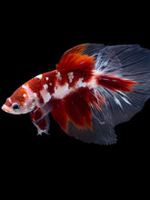 Load image into Gallery viewer, Male Halfmoon - Red Gold Glitter #2181 - Live Betta Fish
