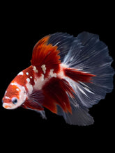 Load image into Gallery viewer, Male Halfmoon - Red Gold Glitter #2181 - Live Betta Fish
