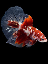 Load image into Gallery viewer, Male Halfmoon - Red Gold Glitter #2181 - Live Betta Fish
