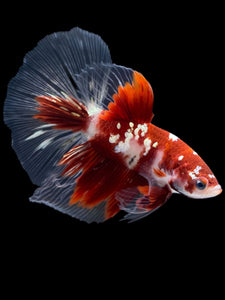 Male Halfmoon - Red Gold Glitter #2181 - Live Betta Fish