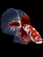 Load image into Gallery viewer, Male Halfmoon - Red Gold Glitter #2181 - Live Betta Fish
