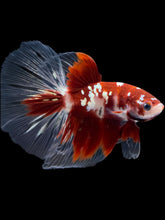 Load image into Gallery viewer, Male Halfmoon - Red Gold Glitter #2181 - Live Betta Fish
