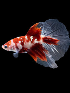 Male Halfmoon - Red Gold Glitter #2181 - Live Betta Fish