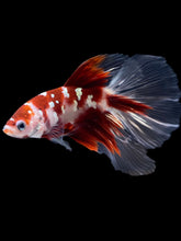 Load image into Gallery viewer, Male Halfmoon - Red Gold Glitter #2181 - Live Betta Fish
