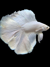 Load image into Gallery viewer, Male Fullmoon - White Platinum #2182 - Live Betta Fish
