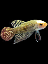 Load image into Gallery viewer, Male Alien - Copper Gold #2182 - Live Betta Fish

