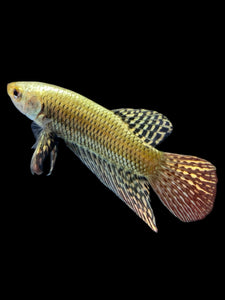 Male Alien - Copper Gold #2182 - Live Betta Fish