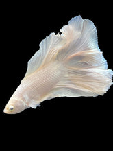 Load image into Gallery viewer, Male Fullmoon - White Platinum #2182 - Live Betta Fish
