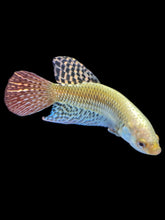 Load image into Gallery viewer, Male Alien - Copper Gold #2182 - Live Betta Fish
