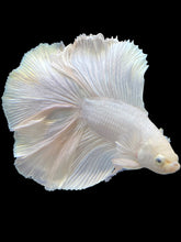 Load image into Gallery viewer, Male Fullmoon - White Platinum #2182 - Live Betta Fish
