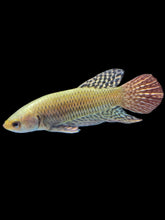 Load image into Gallery viewer, Male Alien - Copper Gold #2182 - Live Betta Fish

