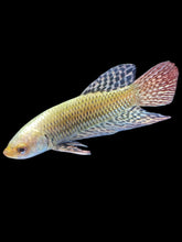 Load image into Gallery viewer, Male Alien - Copper Gold #2182 - Live Betta Fish
