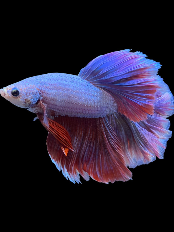 Male Rosetail - Purple #2183 - Live Betta Fish
