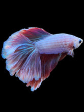 Load image into Gallery viewer, Male Rosetail - Purple #2183 - Live Betta Fish
