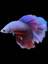 Load image into Gallery viewer, Male Rosetail - Purple #2183 - Live Betta Fish
