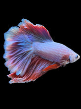 Load image into Gallery viewer, Male Rosetail - Purple #2183 - Live Betta Fish
