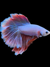 Load image into Gallery viewer, Male Rosetail - Purple #2183 - Live Betta Fish
