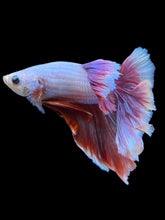 Load image into Gallery viewer, Male Rosetail - Purple #2183 - Live Betta Fish
