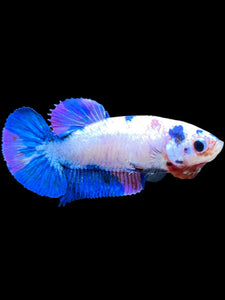 Female Halfmoon Plakat - Candy #2184 - Live Betta Fish