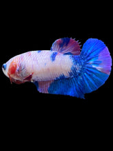 Load image into Gallery viewer, Female Halfmoon Plakat - Candy #2184 - Live Betta Fish
