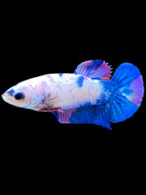 Load image into Gallery viewer, Female Halfmoon Plakat - Candy #2184 - Live Betta Fish
