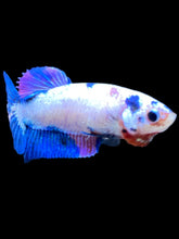 Load image into Gallery viewer, Female Halfmoon Plakat - Candy #2184 - Live Betta Fish
