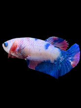 Load image into Gallery viewer, Female Halfmoon Plakat - Candy #2184 - Live Betta Fish
