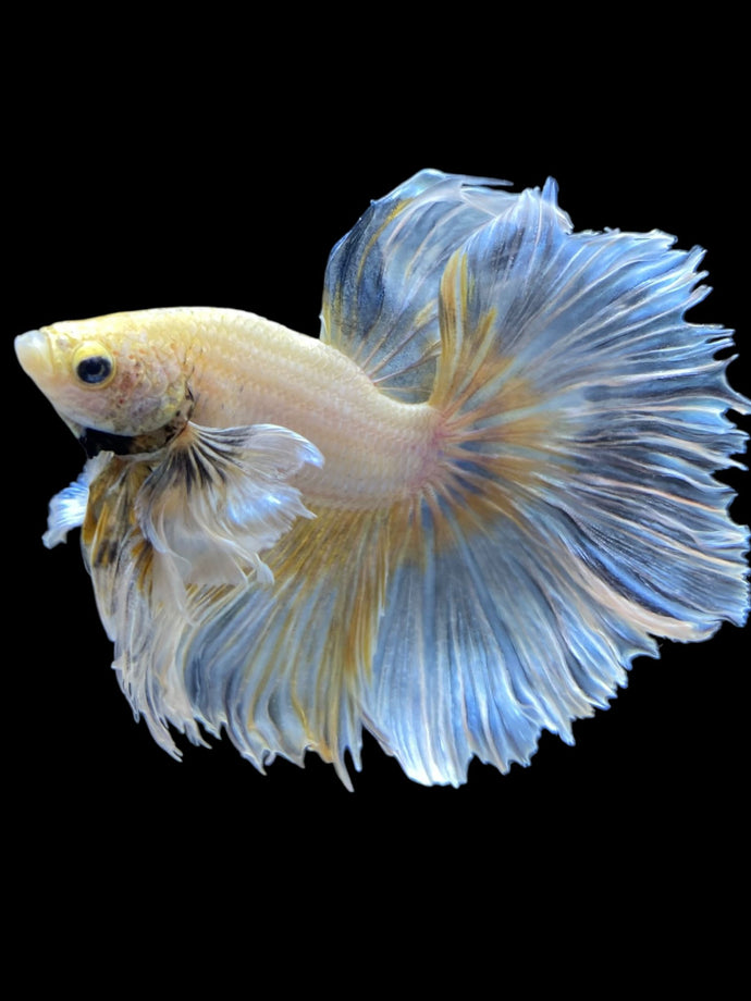 Male Rosetail - Dumbo #2185 - Live Betta Fish