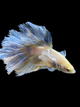 Load image into Gallery viewer, Male Rosetail - Dumbo #2185 - Live Betta Fish
