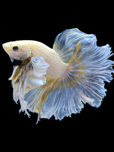 Male Rosetail - Dumbo #2185 - Live Betta Fish