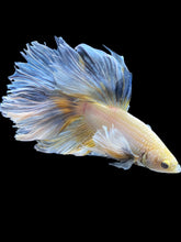Load image into Gallery viewer, Male Rosetail - Dumbo #2185 - Live Betta Fish
