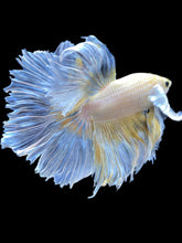 Load image into Gallery viewer, Male Rosetail - Dumbo #2185 - Live Betta Fish

