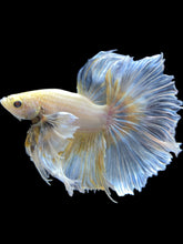 Load image into Gallery viewer, Male Rosetail - Dumbo #2185 - Live Betta Fish
