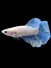 Load image into Gallery viewer, TOP GRADE Female Rosetail - Blue Sky #2186 - Live Betta Fish
