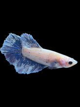 Load image into Gallery viewer, TOP GRADE Female Rosetail - Blue Sky #2186 - Live Betta Fish
