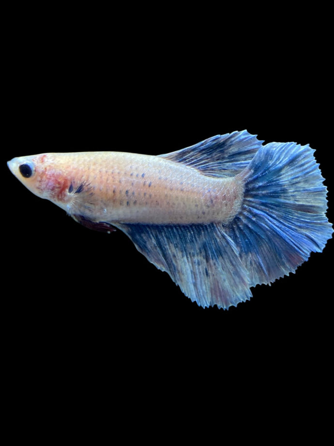 TOP GRADE Female Rosetail - Blue Sky #2186 - Live Betta Fish