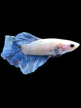 Load image into Gallery viewer, TOP GRADE Female Rosetail - Blue Sky #2186 - Live Betta Fish
