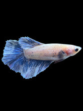 Load image into Gallery viewer, TOP GRADE Female Rosetail - Blue Sky #2186 - Live Betta Fish
