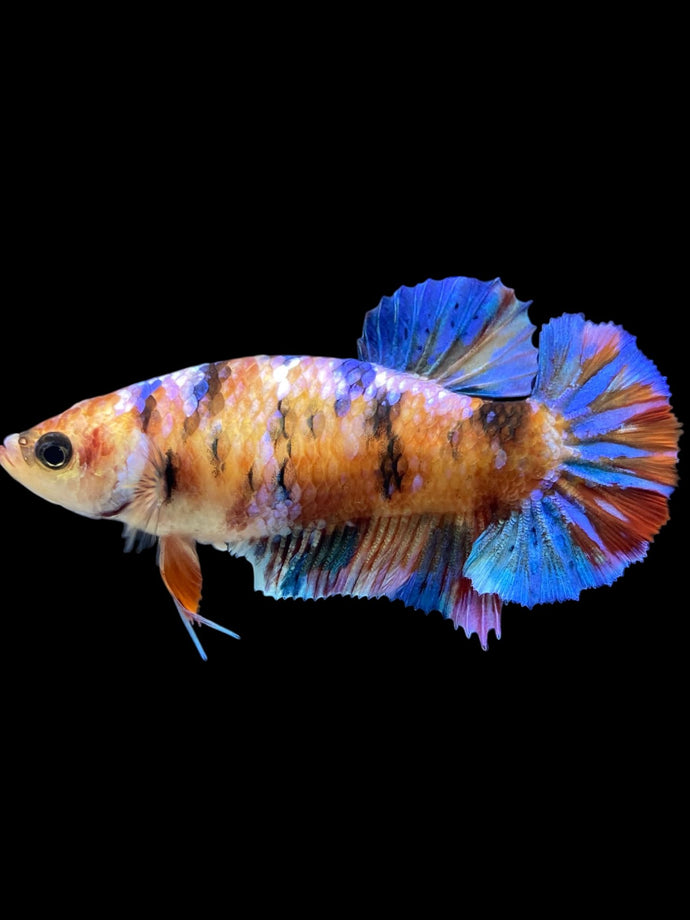 Female Halfmoon Plakat - Galaxy #2187 - Live Betta Fish