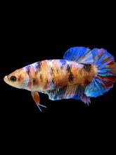Load image into Gallery viewer, Female Halfmoon Plakat - Galaxy #2187 - Live Betta Fish
