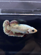 Load image into Gallery viewer, Female Halfmoon Plakat - Snow Copper #2188 - Live Betta Fish
