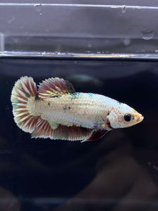 Female Halfmoon Plakat - Snow Copper #2188 - Live Betta Fish