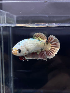 Female Halfmoon Plakat - Snow Copper #2188 - Live Betta Fish