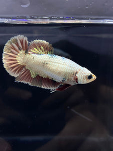 Female Halfmoon Plakat - Snow Copper #2188 - Live Betta Fish