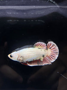 Female Halfmoon Plakat - Snow Copper #2188 - Live Betta Fish