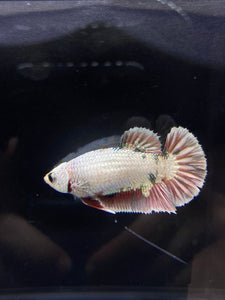 Female Halfmoon Plakat - Snow Copper #2188 - Live Betta Fish